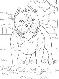 Amerikan Bully köpeği