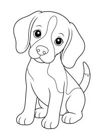 Beagle yavrusu