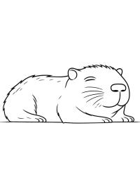 Uyuyan kapybara