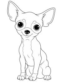 Chihuahua yavrusu
