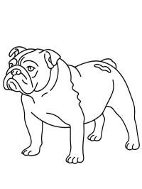 İngiliz Bulldog Köpeği