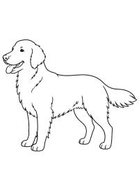 Flat-coated retriever
