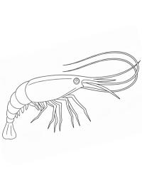 Karides