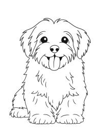 Havanese k&ouml;peği