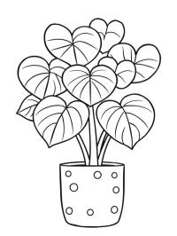 Kalp yapraklı şans çiçeği (Hoya kerrii)