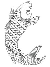 Koi sazanı