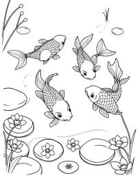 Suda koi sazanı