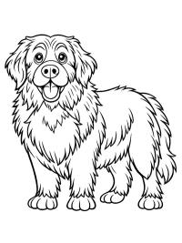 Newfoundland k&ouml;peği