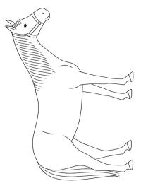 Quarter Atı