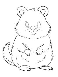 Quokka
