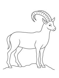 Dağ keçisi