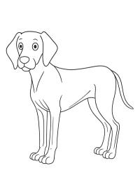 Weimaraner