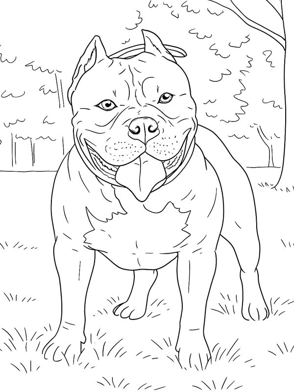Amerikan Bully köpeği Boyama sayfası Amerikan Bully köpeği Boyama sayfası