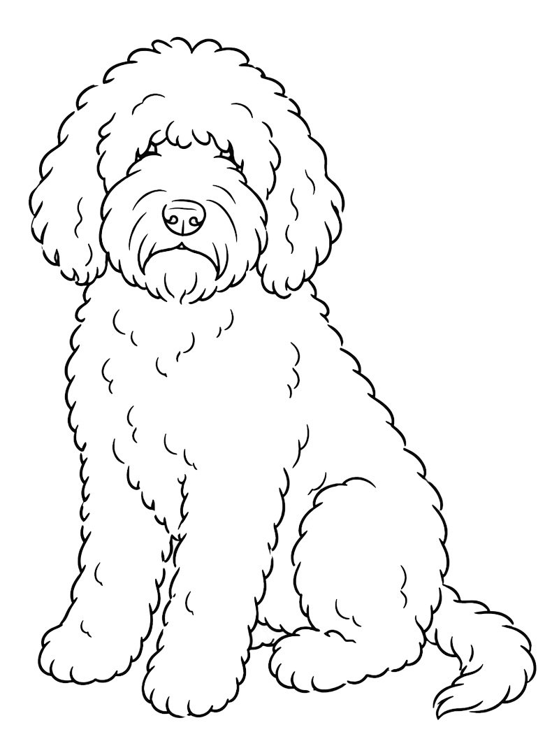 Barbet köpeği Boyama sayfası Barbet köpeği Boyama sayfası