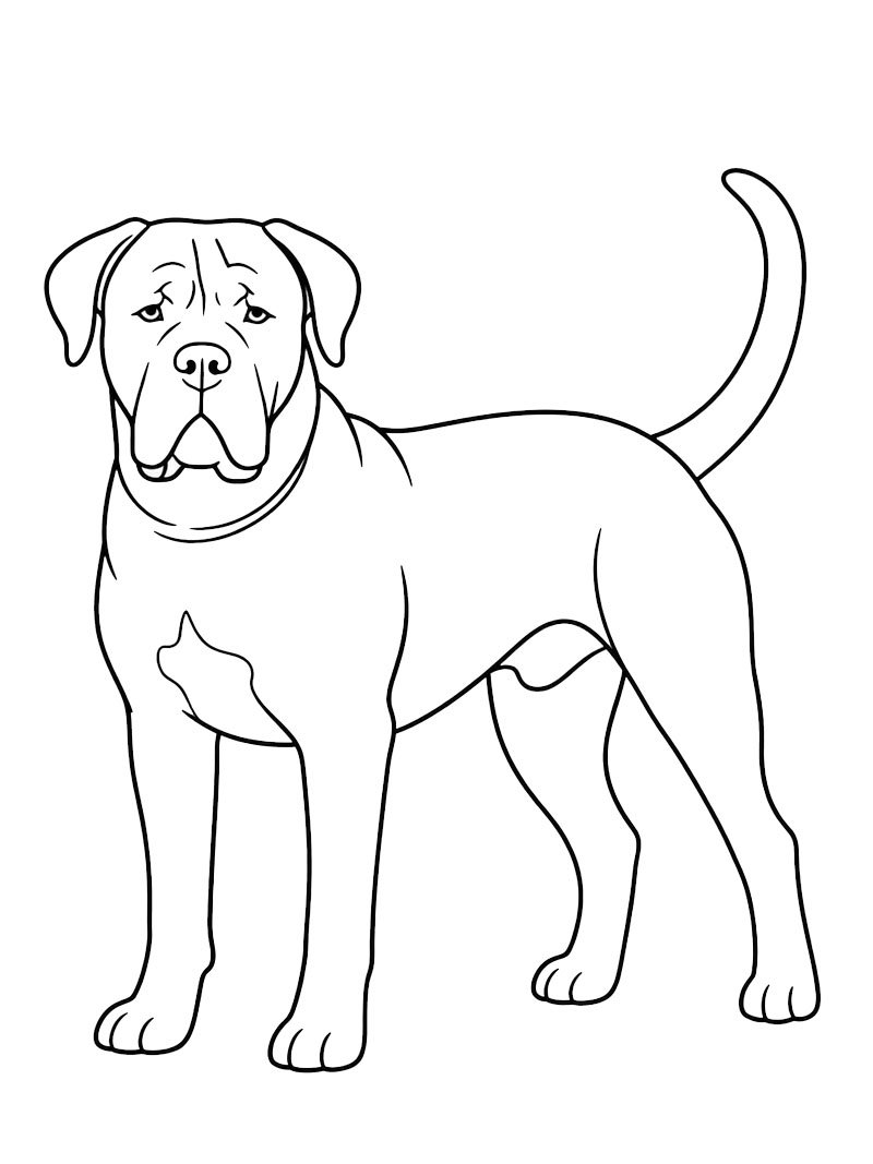 Cane corso Boyama sayfası