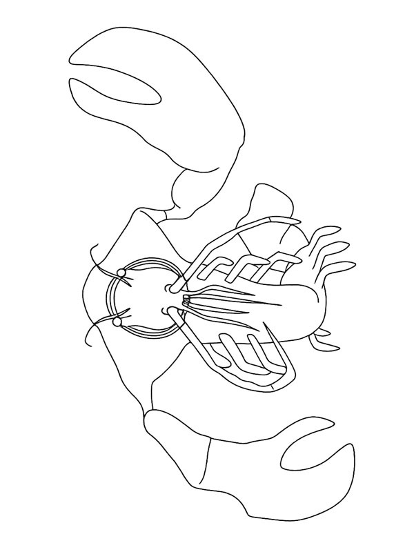 Clawrenzo (Garten of Banban) Boyama sayfası Clawrenzo (Garten of Banban) Boyama sayfası