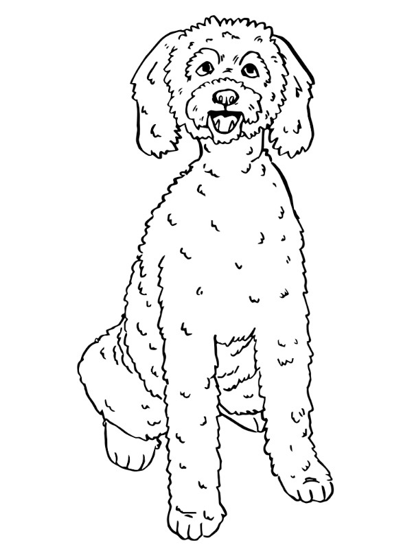 Labradoodle Boyama sayfası Labradoodle Boyama sayfası
