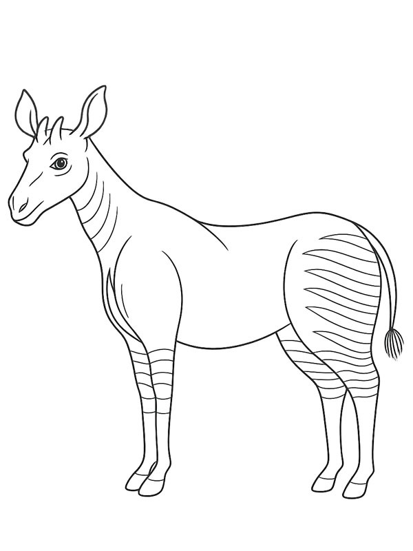 Okapi Boyama sayfası Okapi Boyama sayfası