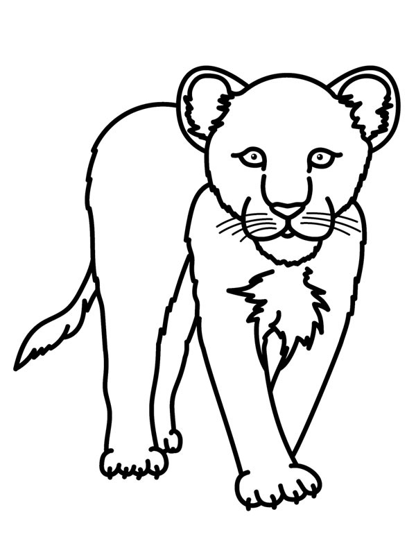Kar Leoparı Boyama sayfası Kar Leoparı Boyama sayfası