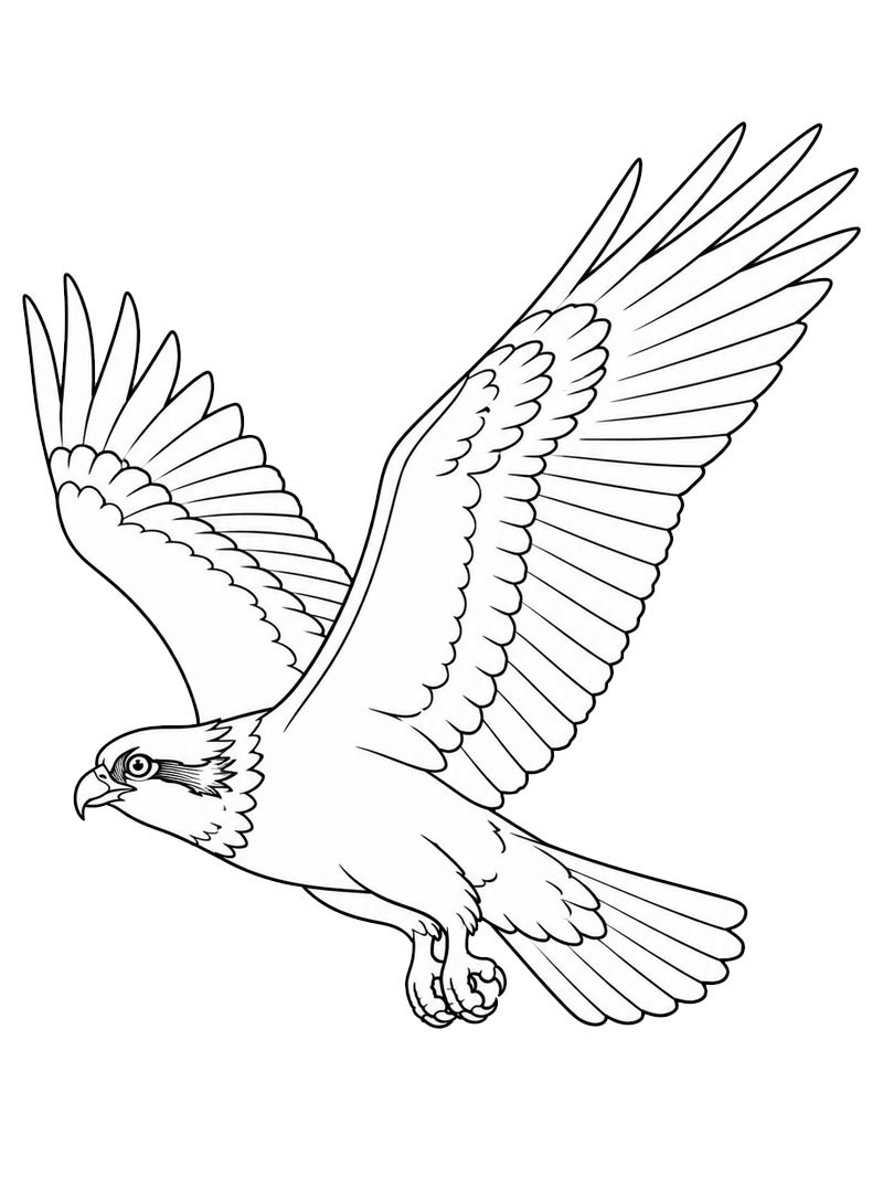Balık kartalı Boyama sayfası Balık kartalı Boyama sayfası