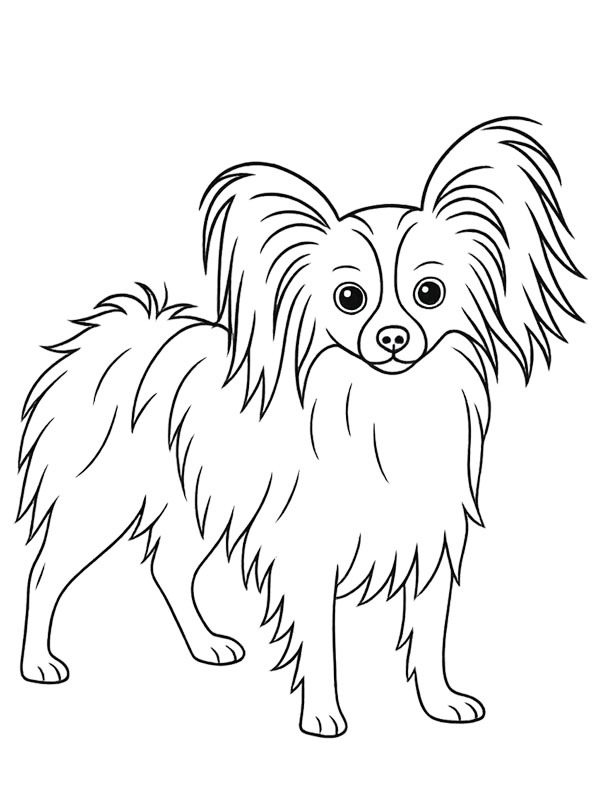 Papillon köpeği Boyama sayfası Papillon köpeği Boyama sayfası